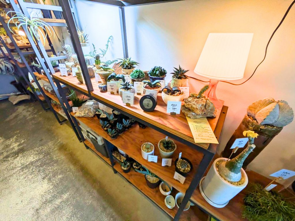 多肉植物も豊富な品揃え